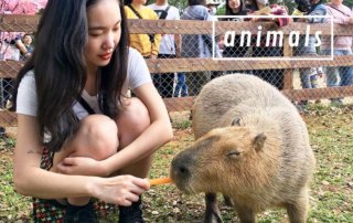來趟與動物們的輕旅行！特搜人氣農場、動物園，還能近距離互動唷