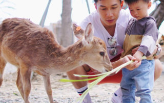 農場,農場推薦,斑比山丘,埔心牧場,頑皮世界野生動物園,新光兆豐休閒農場,新竹市立動物園,鹿境梅花鹿生態園區