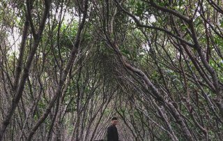 新竹景點,香山沙丘,魚鱗天梯,馬武督探索森林,新豐紅樹林,東安古橋